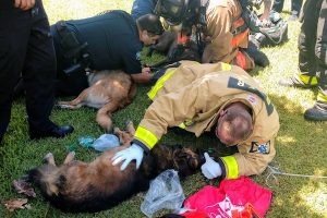 For The Love Of Paws is buying Pet Emergency Oxygen Kits for firehouses in Indian River County.