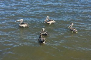 Weekend fun in Sebastian, Florida.