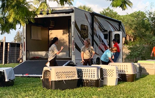 83 dogs that were saved in Grand Bahama arrived at HALO No-Kill Rescue in Sebastian, Florida.
