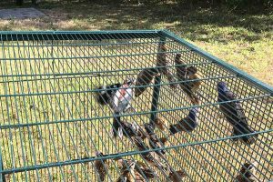 Trapping songbirds is now illegal in Florida.