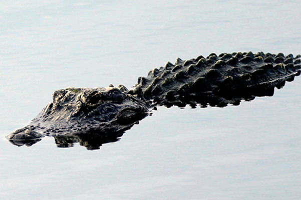An alligator was found dead with a severed tail in Sebastian, Florida.