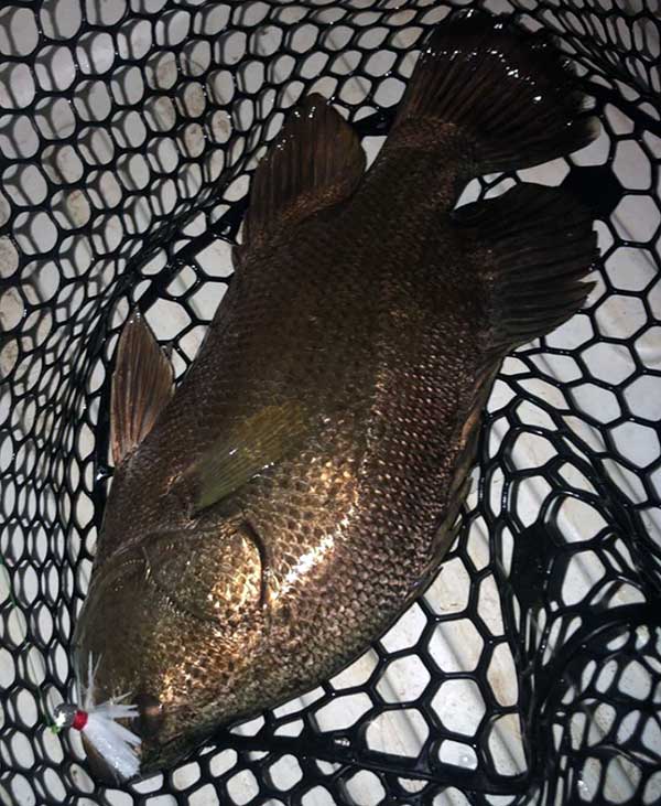 Jake Collins caught a Tripletail