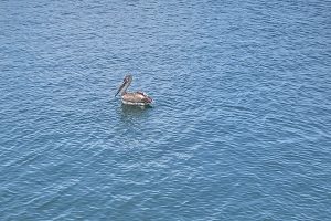 Weather in Sebastian, Florida.