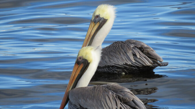 Pelicans in Sebastian, Florida.