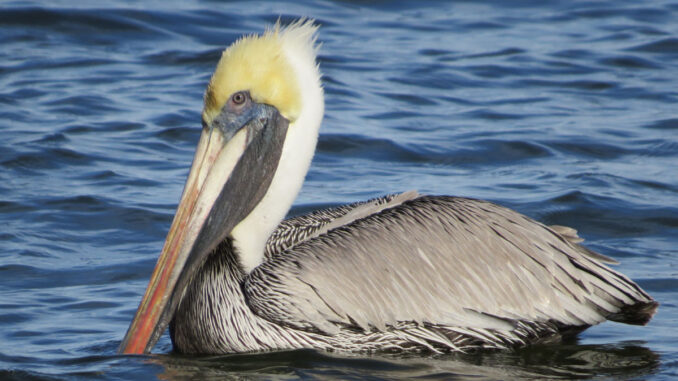 Brown Pelican in Sebastian, Florida.