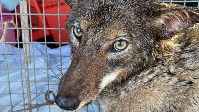 Coyote rescued in Sebastian, Florida.
