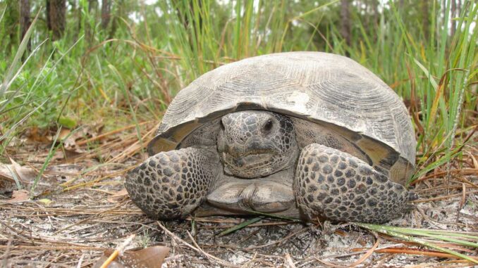 Gopher Tortoise (Credit: FWC)