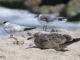 Seabird Nesting Season