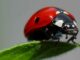 laPorte Farms hosts live ladybug launch.