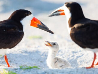 Black skimmer family. FWC photo by Brittney Brown.