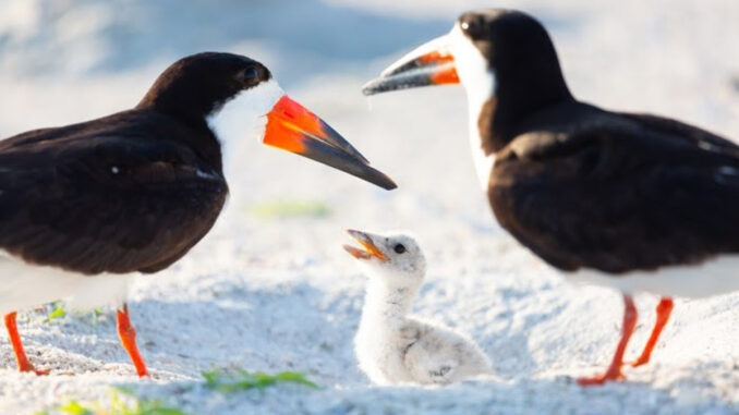 Black skimmer family. FWC photo by Brittney Brown.