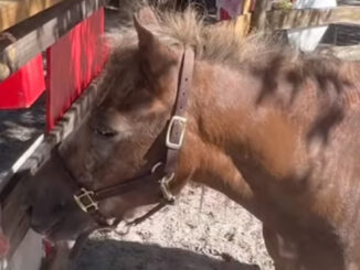 A pony at LaPorte Farms