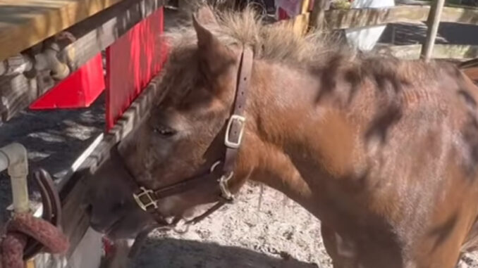 A pony at LaPorte Farms