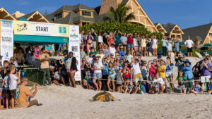 Tour de Turtles 2022 (Credit: Courtesy of Disney's Vero Beach Resort)