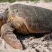 An adult loggerhead sea turtle crawling back to the ocean / Quintin Bergman IRC