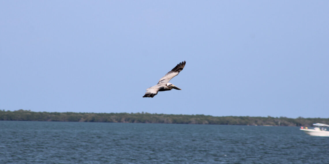 Pelican flying in Sebastian, Florida (Photo: Andy Hodges)