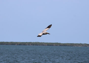 Pelican flying in Sebastian, Florida (Photo: Andy Hodges)