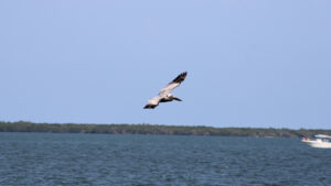 Pelican flying in Sebastian, Florida (Photo: Andy Hodges)