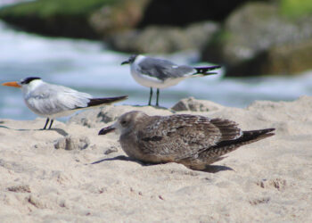 Shorebirds on the beach near Sebastian Inlet (Credit: Andy Hodges)