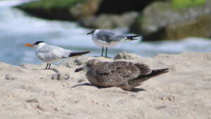 Shorebirds on the beach near Sebastian Inlet (Credit: Andy Hodges)