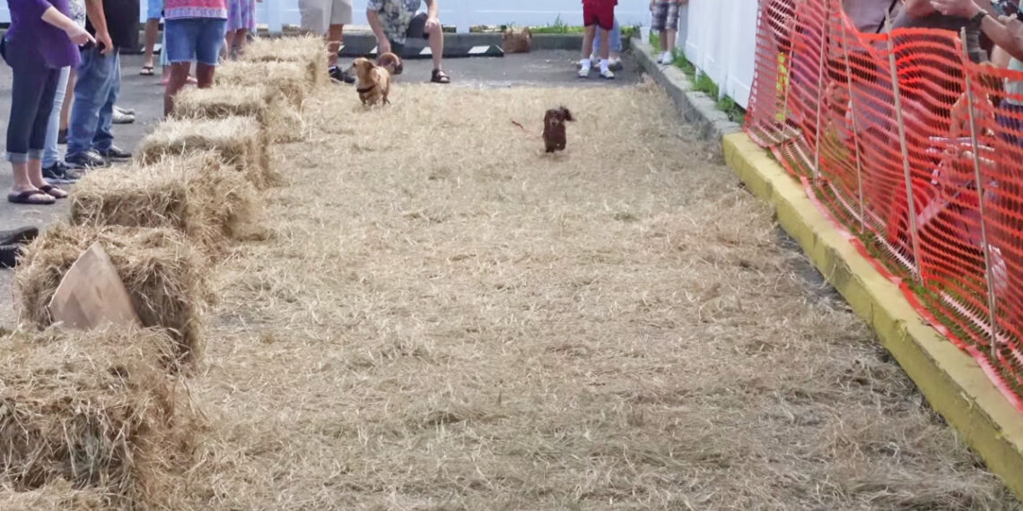 Running of the Wieners at the Pareidolia Brewing Company