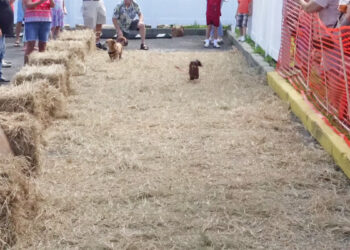 Running of the Wieners at the Pareidolia Brewing Company