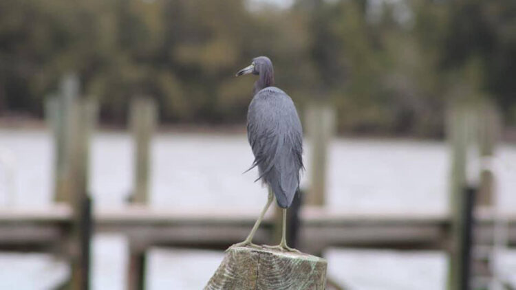 Weather in Sebastian, Florida.