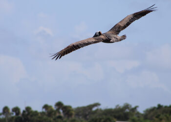 Sebastian Area Historical Society is hosting a presentation.