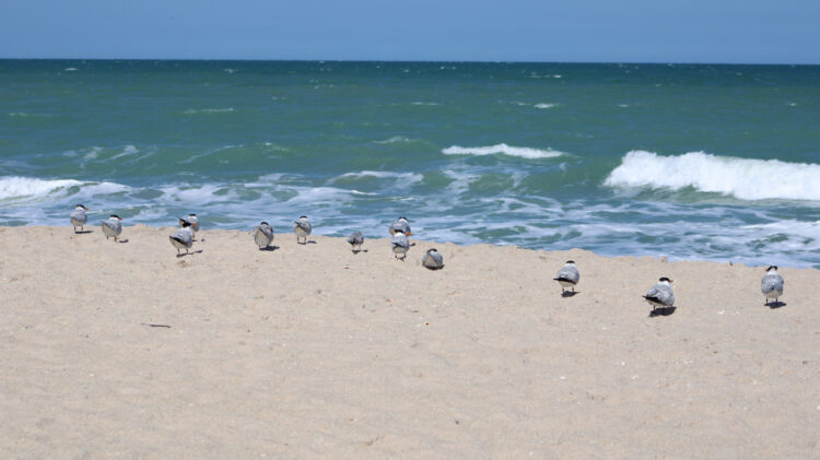 Indian River County Beaches
