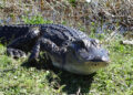 American alligator (FWC)