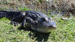 American alligator (FWC)