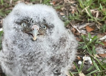Baby Owl