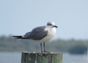 Weather in Sebastian, Florida.