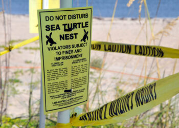 Sea Turtle Nest / FWC