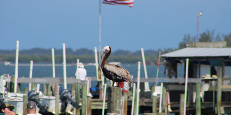 Brown pelican in Sebastian, Florida.