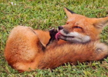 Kylee Goodger took pictures of fox in Sebastian.