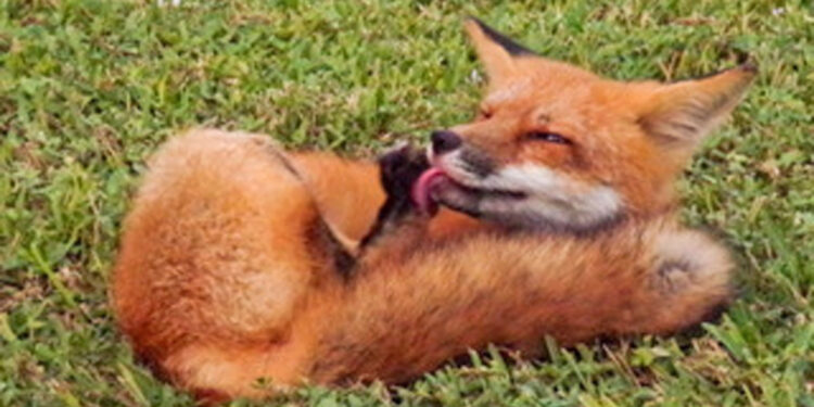 Kylee Goodger took pictures of fox in Sebastian.