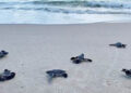 Sea Turtle Nesting Season (Credit: Quintin Bergman)