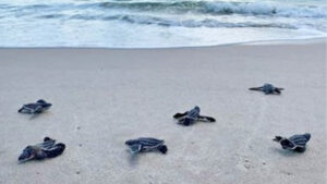 Sea Turtle Nesting Season (Credit: Quintin Bergman)