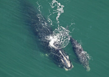 Right whale and calf in the Atlantic Ocean.