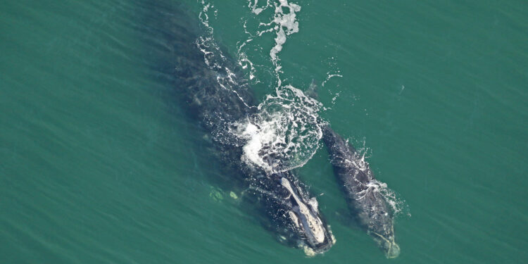Right whale and calf in the Atlantic Ocean.