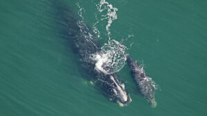 Right whale and calf in the Atlantic Ocean.