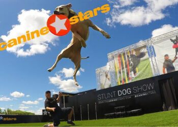 Canine Stars Stunt Dog Show
