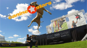 Canine Stars Stunt Dog Show