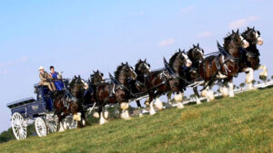 Clydesdales are coming to Sebastian, Florida