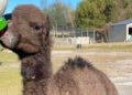 Camel at LaPorte Farms