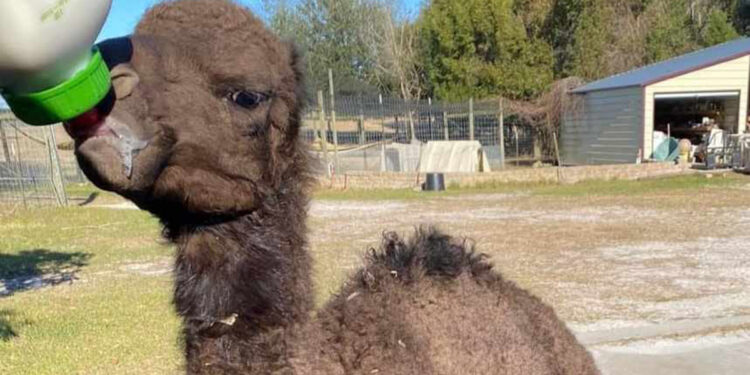 Camel at LaPorte Farms