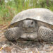 Gopher Tortoise Day (Credit: FWC)
