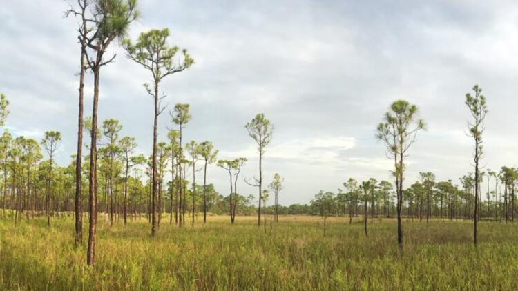 Jonathan Dickinson is the largest state park in Southeast Florida. (Courtesy/Jonathan Dickinson State Park)