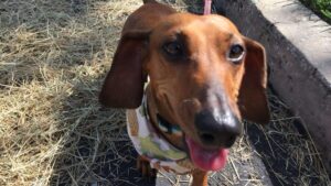 Wiener Races at Pareidolia Brewing Company!